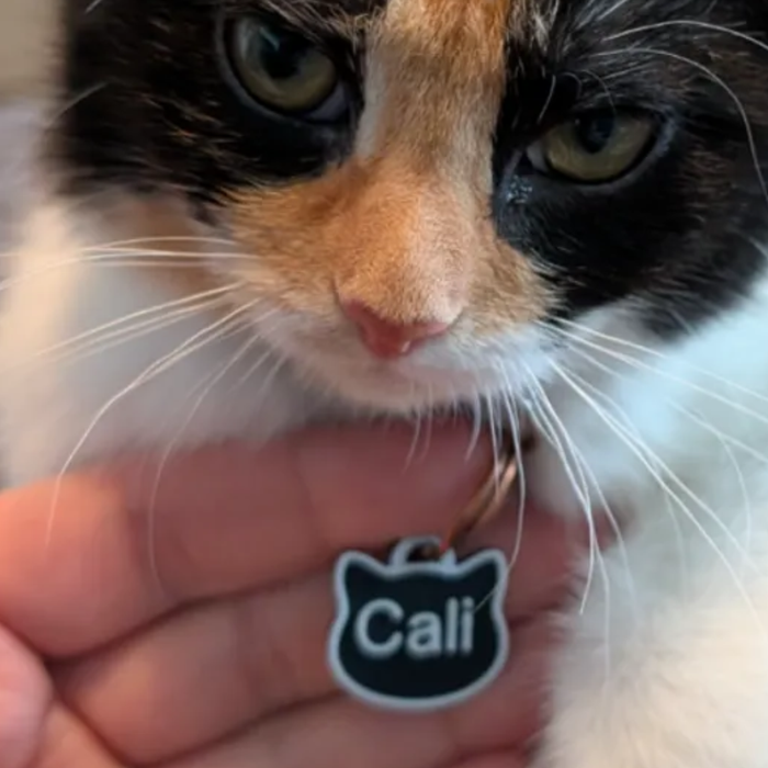 Etiqueta de Identificação de Gato - Personalize no fatiador.